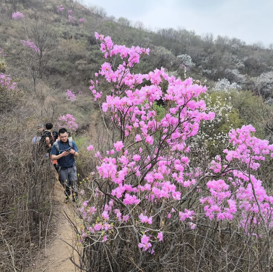 周三 /周末1天【大北梁 68元】环穿野趣の辛庄村-大北梁-北庄村环穿看杜鹃花12公里<初级>