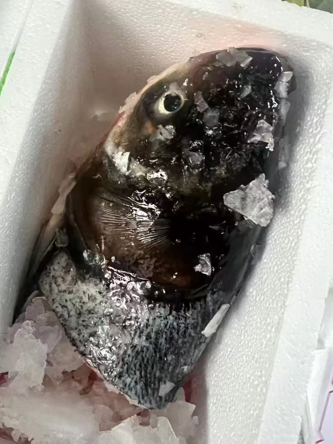 千岛湖花鲢鱼头22.8元约1.8-2斤1个，现杀加冰打包，次日到店