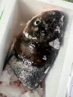千岛湖花鲢鱼头22.8元约1.8-2斤1个，现杀加冰打包，次日到店