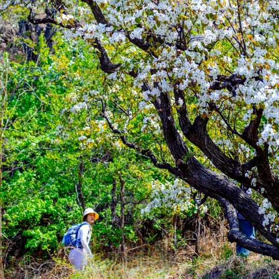 周三/周末1天【梨花顶徒步 68元】梨花大道の西寺峪-梨花顶-东寺峪-小众宁静梨花村（初级）
