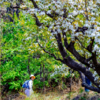 周三/周末1天【梨花顶徒步 68元】梨花大道の西寺峪-梨花顶-东寺峪-小众宁静梨花村（初级） 商品缩略图0