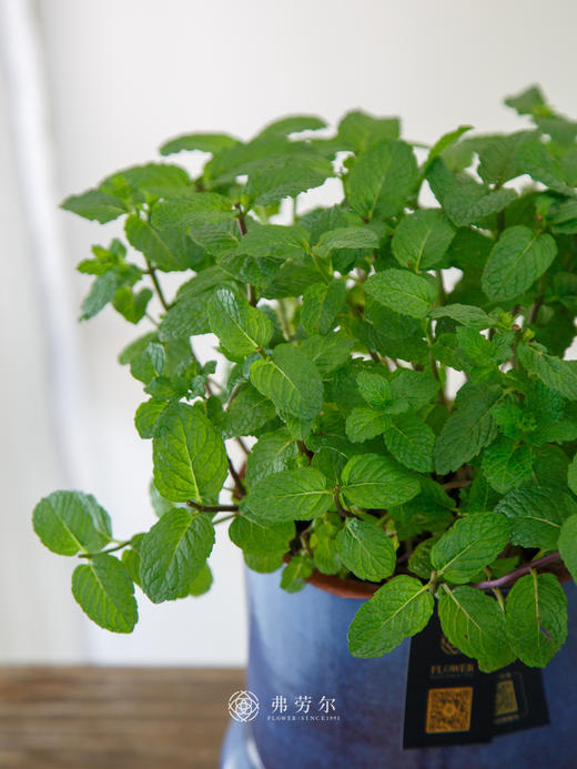 水培薄荷盆栽 商品图1