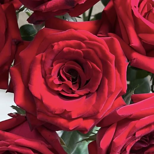 【勃艮第丝绒】玫瑰-红色系 40cm 10枝 | 公众号专享 商品图2