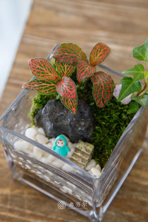 小方缸盆景 商品图1