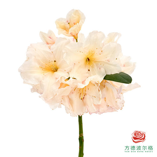 高山杜鹃 商品图0