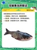 千岛湖花鲢鱼头22.8元约1.8-2斤1个，现杀加冰打包，次日到店 商品缩略图4