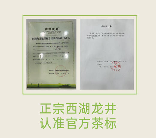 【清仓折扣】艾格吃饱了梅家坞西湖龙井茶叶2025明前采摘新茶正宗老树茶叶 商品图5