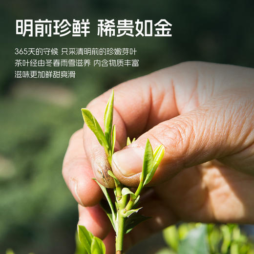 2026年新茶【上瘾老茶树】卢正浩明前一级龙井绿茶茶叶罐装50克绿茶茶叶 商品图1