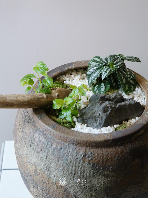 造型黄荆 商品图3