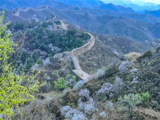 【蟠龙山1日】气吞山河之势的残缺之美漫山遍野的山杏花盛放 商品图3