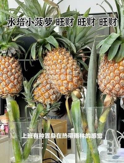 把春天捧回家！【水培菠萝】可以吃的绿植 花期长 观感性强 超好养护 上班好搭子 真菠萝的可爱“创作”~ 商品图5