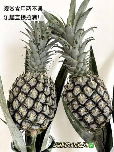 把春天捧回家！【水培菠萝】可以吃的绿植 花期长 观感性强 超好养护 上班好搭子 真菠萝的可爱“创作”~ 商品图11