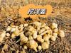 3.14/15【亲子密云古堡掘“金”】亲子•密云古堡掘“金”｜密云徒步赏花-古堡脚下掘“金”-当一日“戍边采姜人” 商品缩略图1