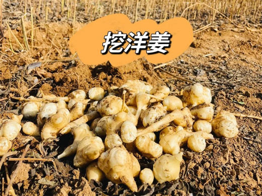 3.14/15【亲子密云古堡掘“金”】亲子•密云古堡掘“金”｜密云徒步赏花-古堡脚下掘“金”-当一日“戍边采姜人” 商品图1