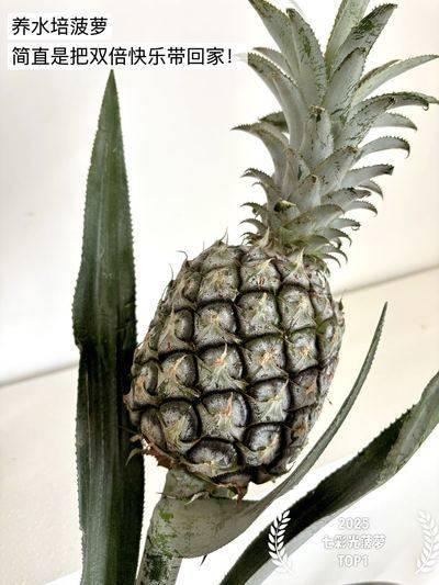 把春天捧回家！【水培菠萝】可以吃的绿植 花期长 观感性强 超好养护 上班好搭子 真菠萝的可爱“创作”~ 商品图10