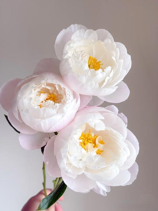 精品花材美国小姐芍药 商品图1