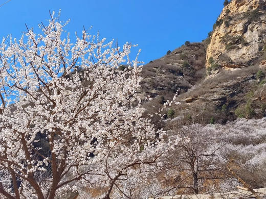 3.14/15【亲子密云古堡掘“金”】亲子•密云古堡掘“金”｜密云徒步赏花-古堡脚下掘“金”-当一日“戍边采姜人” 商品图2