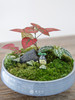 苔藓组合盆栽 商品缩略图1