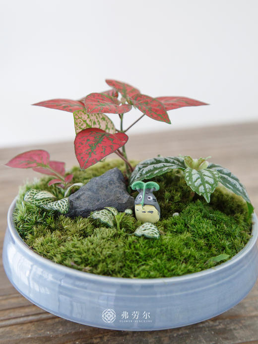 苔藓组合盆栽 商品图1