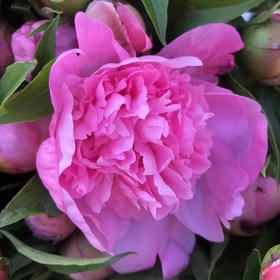 芍药·重瓣（蓝梦）