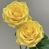 30枝 雪山玫瑰-黄色系  | 新客福利 商品缩略图4
