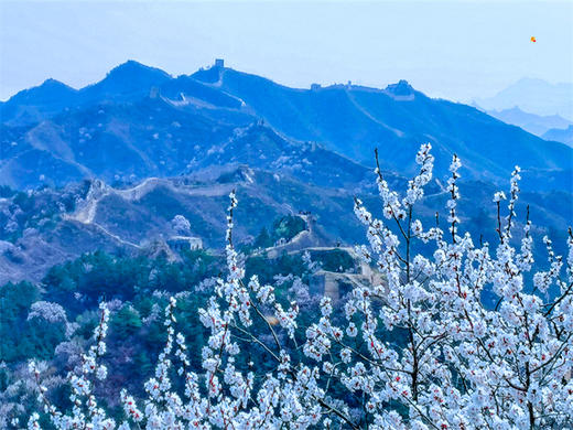 【蟠龙山1日】气吞山河之势的残缺之美漫山遍野的山杏花盛放 商品图4