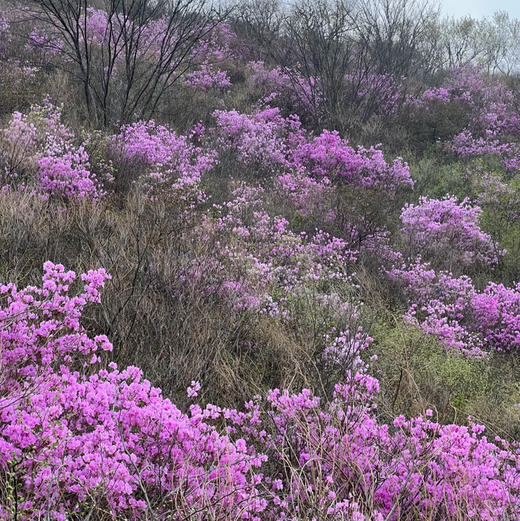 周三 /周末1天【大北梁 68元】环穿野趣の辛庄村-大北梁-北庄村环穿看杜鹃花12公里<初级> 商品图2