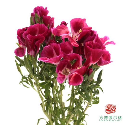 古代稀 红色 商品图0