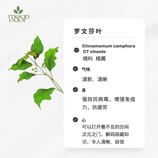 罗文莎叶精油 野生 清晰之眼【香气027】 商品图0