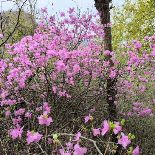 周三 /周末1天【大北梁 68元】环穿野趣の辛庄村-大北梁-北庄村环穿看杜鹃花12公里<初级> 商品图1