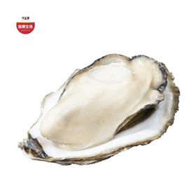 优选|鲜活乳山生蚝 鲜活到家  饱满可口 个大肉肥  5斤装 （带开蚝工具）