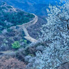 周末1天【蟠龙山长城】气吞山河之势的残缺之美の漫山遍野的山杏花盛放 商品缩略图1