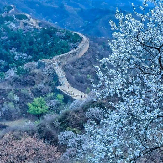 周末1天【蟠龙山长城】气吞山河之势的残缺之美の漫山遍野的山杏花盛放 商品图1