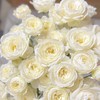【月光锻铸】玫瑰-白色系-白色40cm 10枝  | 新客福利 商品缩略图2