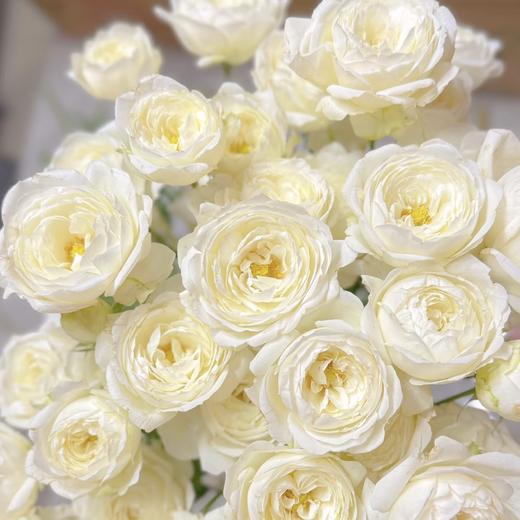【月光锻铸】玫瑰-白色系-白色40cm 10枝  | 新客福利 商品图2