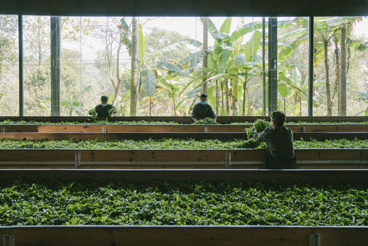 柏联普洱制茶品茗体验 | 298元/位 商品图1