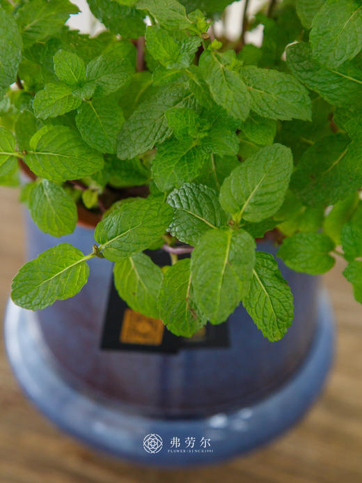 水培薄荷盆栽 商品图2