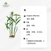 有机姜精油  【香气030】 商品缩略图0