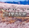 周末1天【十里杏花坡】粉白铺就十里路の十里杏花坡穿越8公里<初级> 商品缩略图2