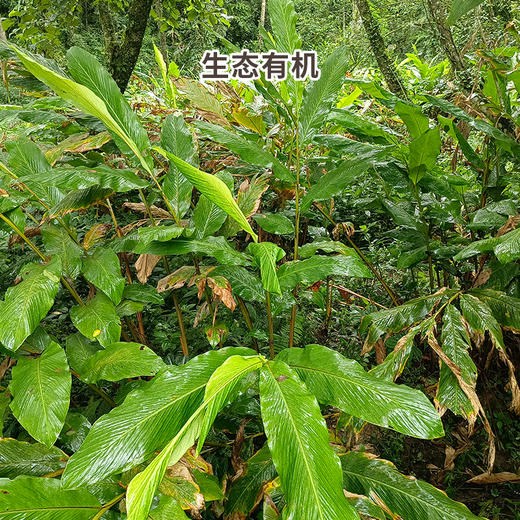 生态草果 | 柴火烘烤 香味浓郁 | 合作生产 | * Ecological Grass Fruit 商品图5