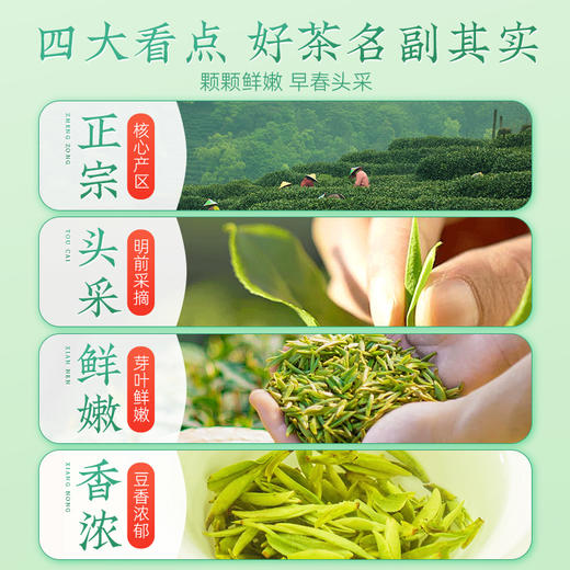 【2025新茶】茶马世家慢生活特级龙井50g 商品图1
