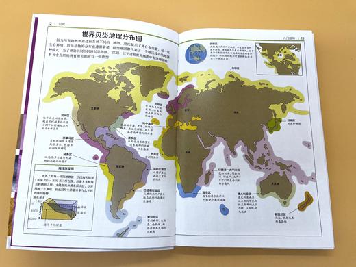 DK贝壳-了解贝类的第一本书，更是送给贝壳爱好者最珍贵的礼物！ 商品图2