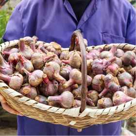 云南紫皮鲜蒜3/5斤装