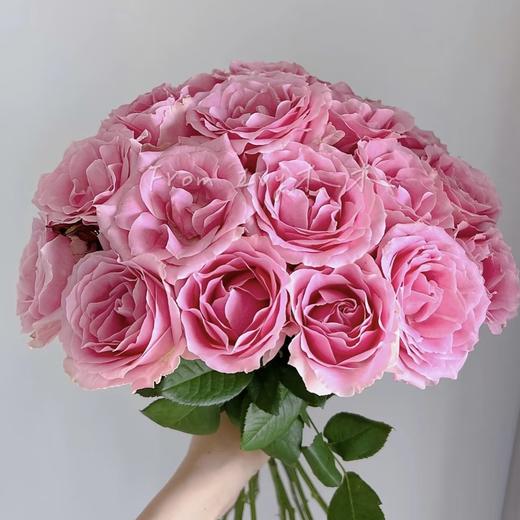 【山岚褶皱】玫瑰-雪山-单色随机40cm 10枝   | 新客福利 商品图0