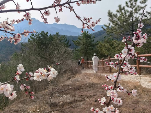 3.14/15【亲子密云古堡掘“金”】亲子•密云古堡掘“金”｜密云徒步赏花-古堡脚下掘“金”-当一日“戍边采姜人” 商品图3