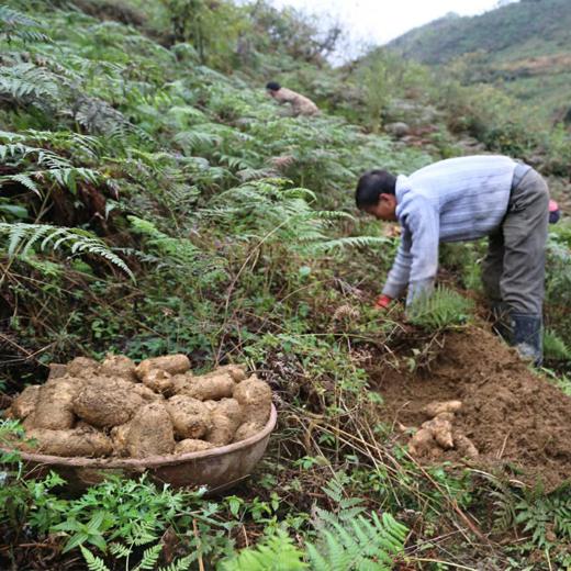 云南昭通【小草坝有机天麻片】切片均匀、纹理清晰、品质道地、小罐包装，食取方便、有机认证！ 商品图4