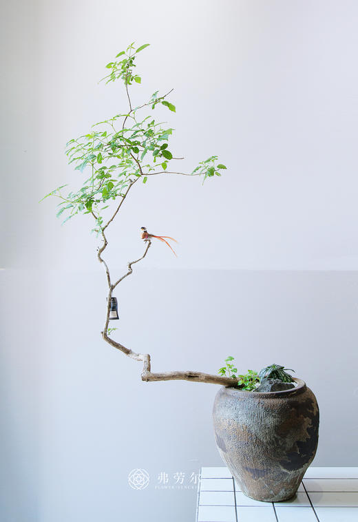 造型黄荆 商品图0