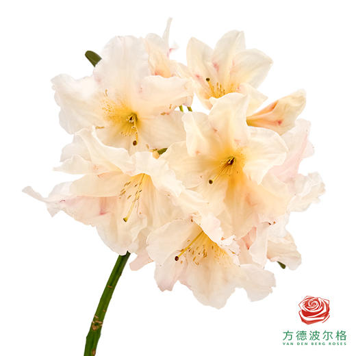 高山杜鹃 商品图2