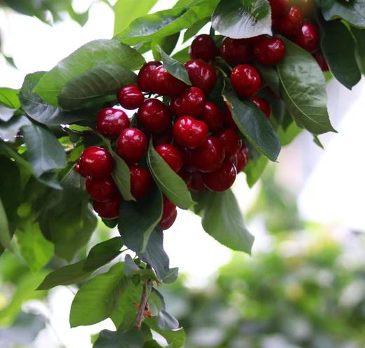 【大连美早樱桃】顺丰空运✈️当季成熟抢先下枝，⁬带来新鲜脆甜好滋味🥰 果肉超厚实，果味浓郁  咬上一口，⁭一口爆香甜果汁伴随爽脆果肉 🍒新鲜采摘超过远渡重洋车厘子，大连瓦房店核心产区，⁮自然成熟 商品图7