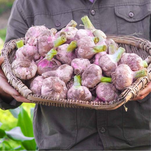 云南紫皮鲜蒜3/5斤装 商品图1